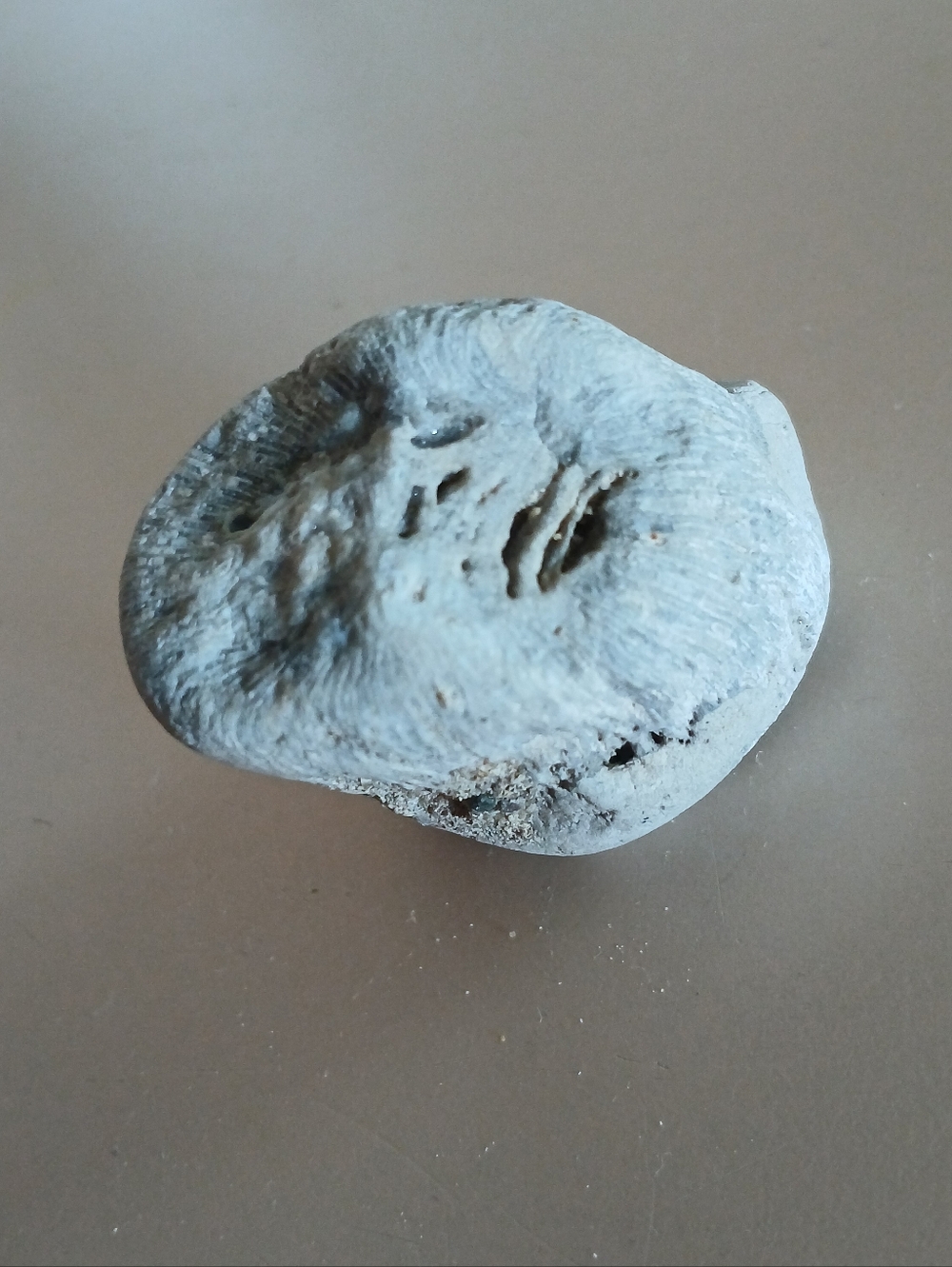Fossil Collection - Picture 11 of 16